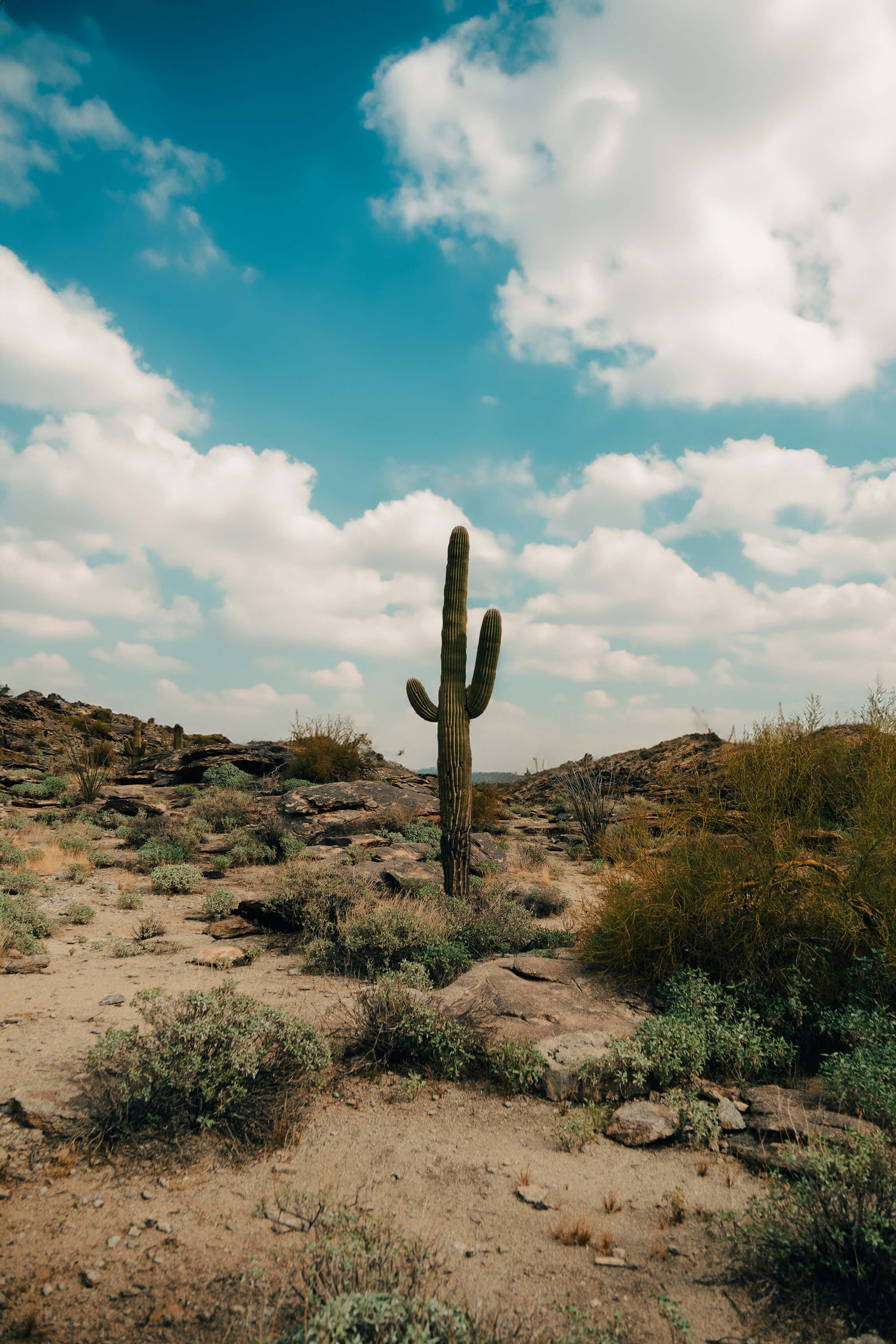 Minimalist desert image featuring a solitary saguaro cactus, representing the company’s namesake and identity