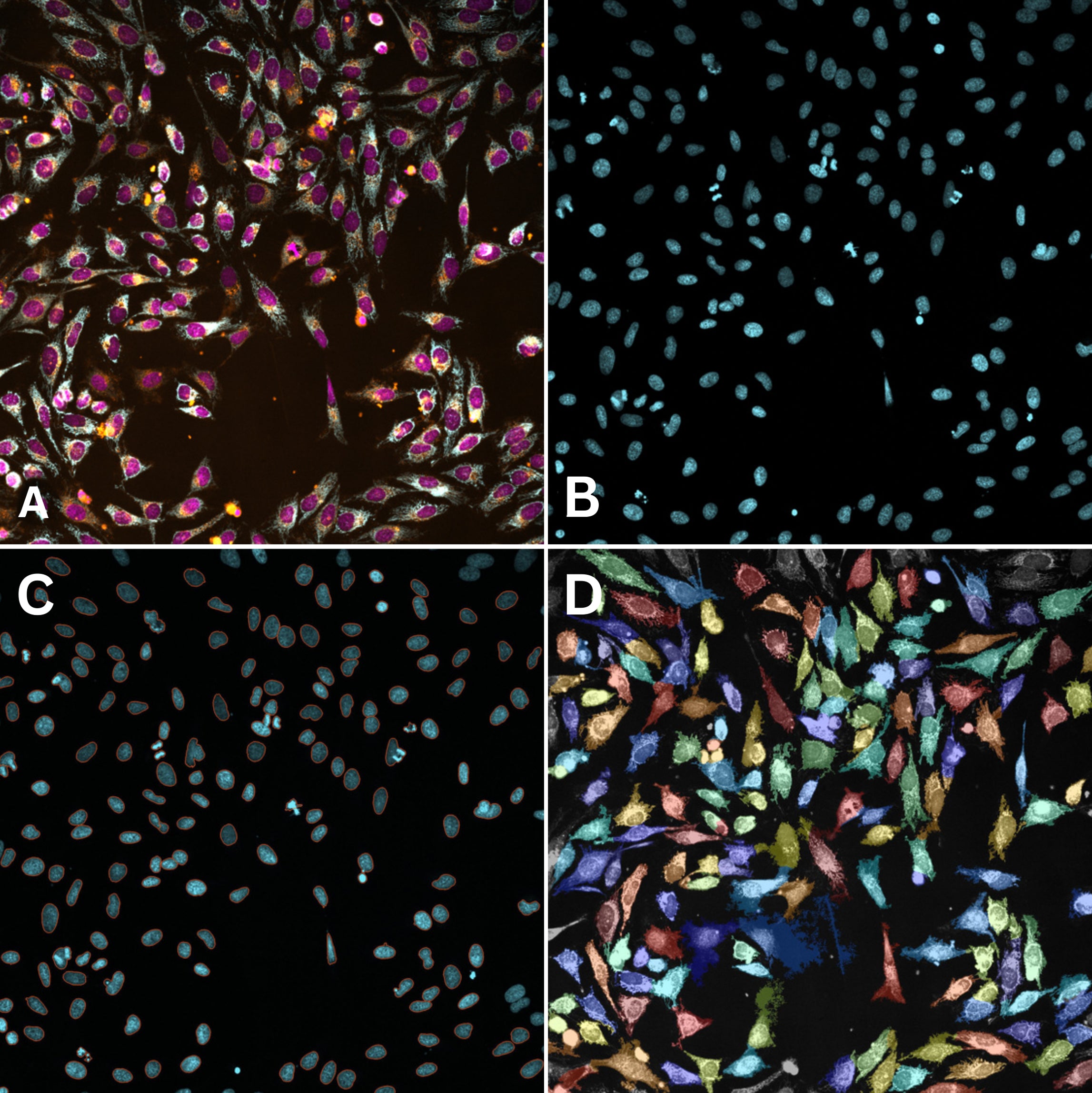 Image based segmentation, Real time Nuclear segmentation, multiplexing imaging and compound profiling