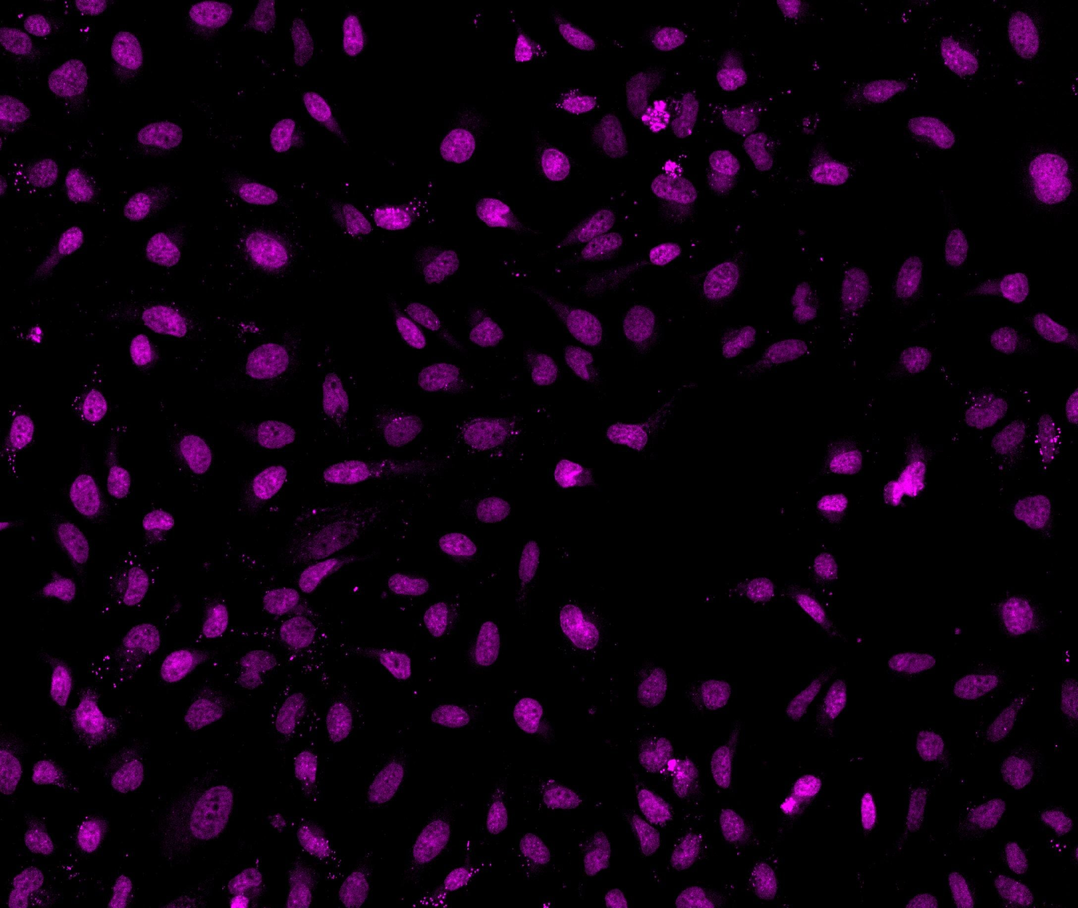 Live cell, Non-toxic, multiplexing Nuclear stained cell. Inert, long term imaging nuclear stain for nuclear segmentation