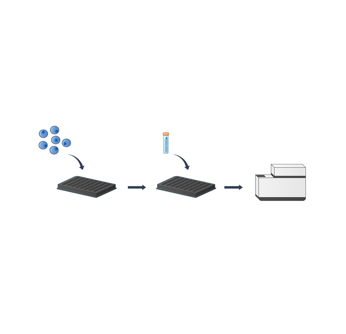Live cell, Non-toxic Nuclear dye for real time Nuclear segmentation, Cells segmentation and long term imaging in 2D and 3D
