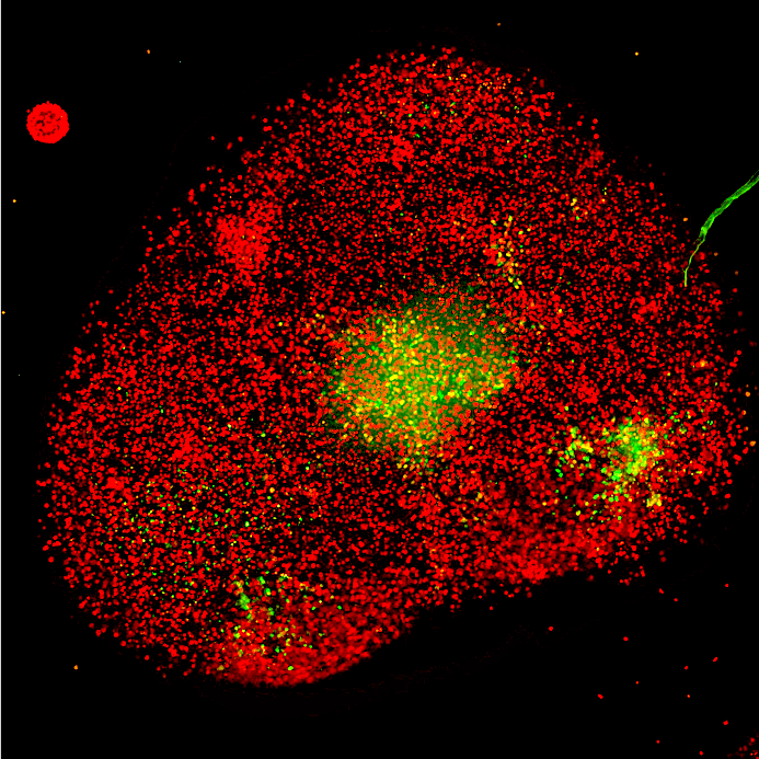 NucleoLIVE_Brain_organoid_3D_staining_with_Dead_stain.png