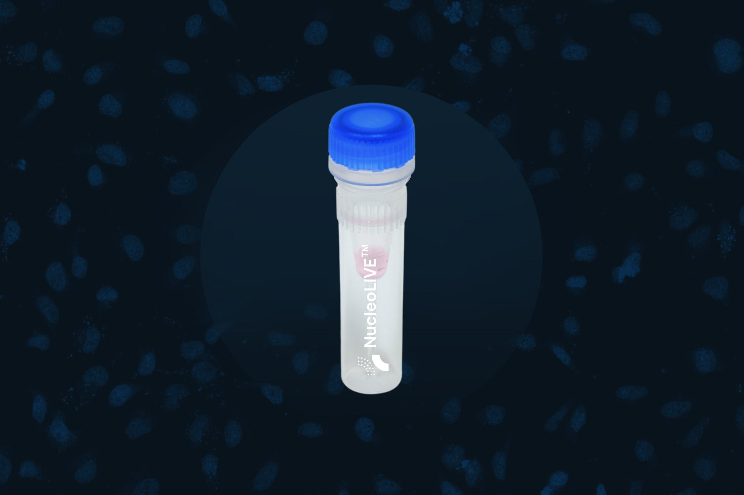 Live cell, Non-toxic Nuclear dye for real time Nuclear segmentation, Cells segmentation and long term imaging in 2D and 3D
